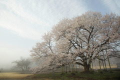 霧に包まれる下野淡墨桜