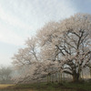 霧に包まれる下野淡墨桜