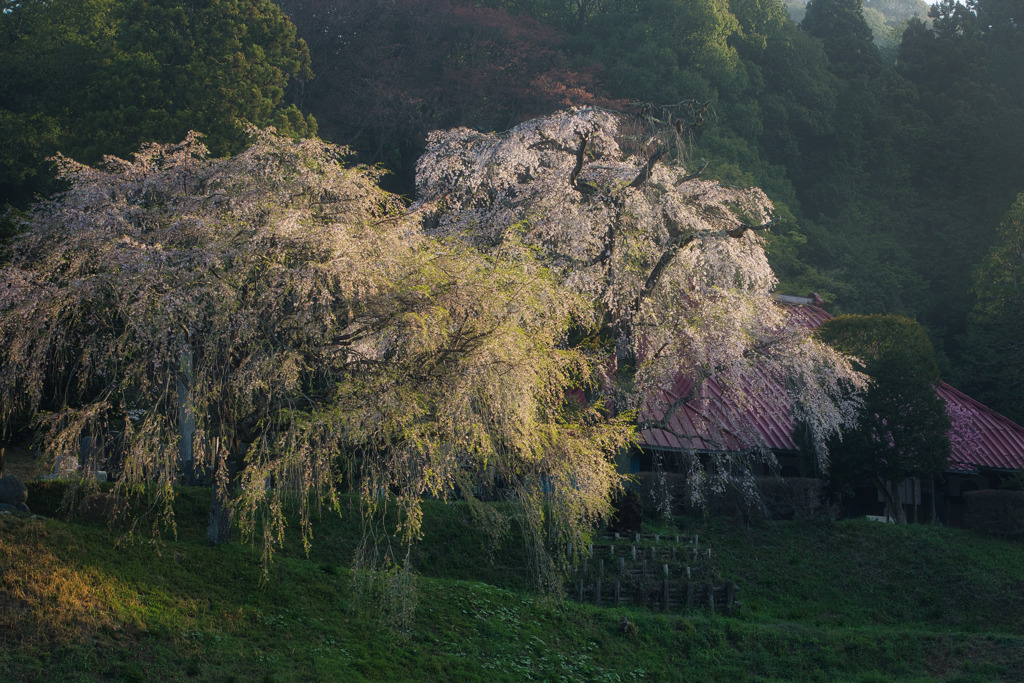 安善寺　二本のしだれ桜
