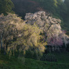 安善寺　二本のしだれ桜