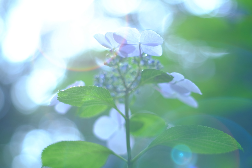 オールドアジサイ