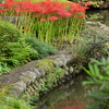 花の寺　常楽寺の彼岸花Ⅵ