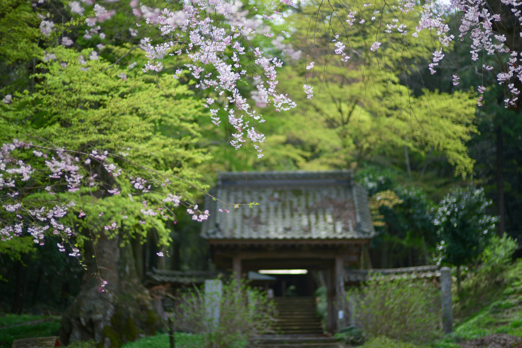 仏生寺しだれ桜　②