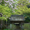 仏生寺しだれ桜　②