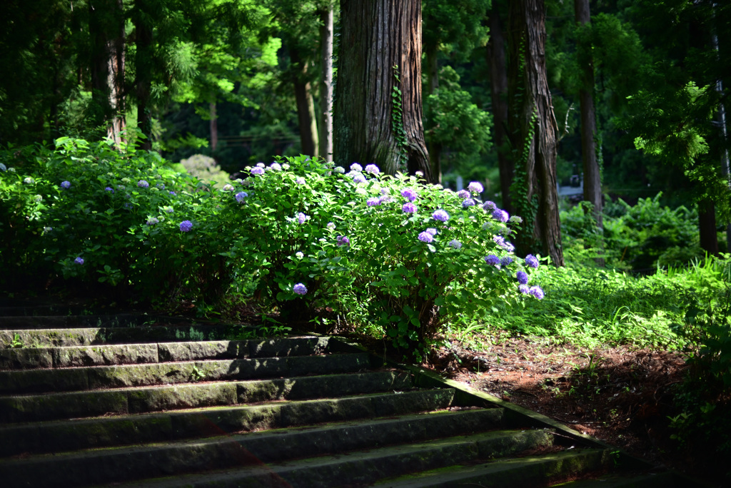 あじさい寺