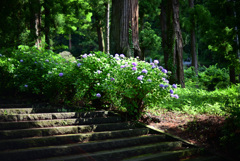 あじさい寺