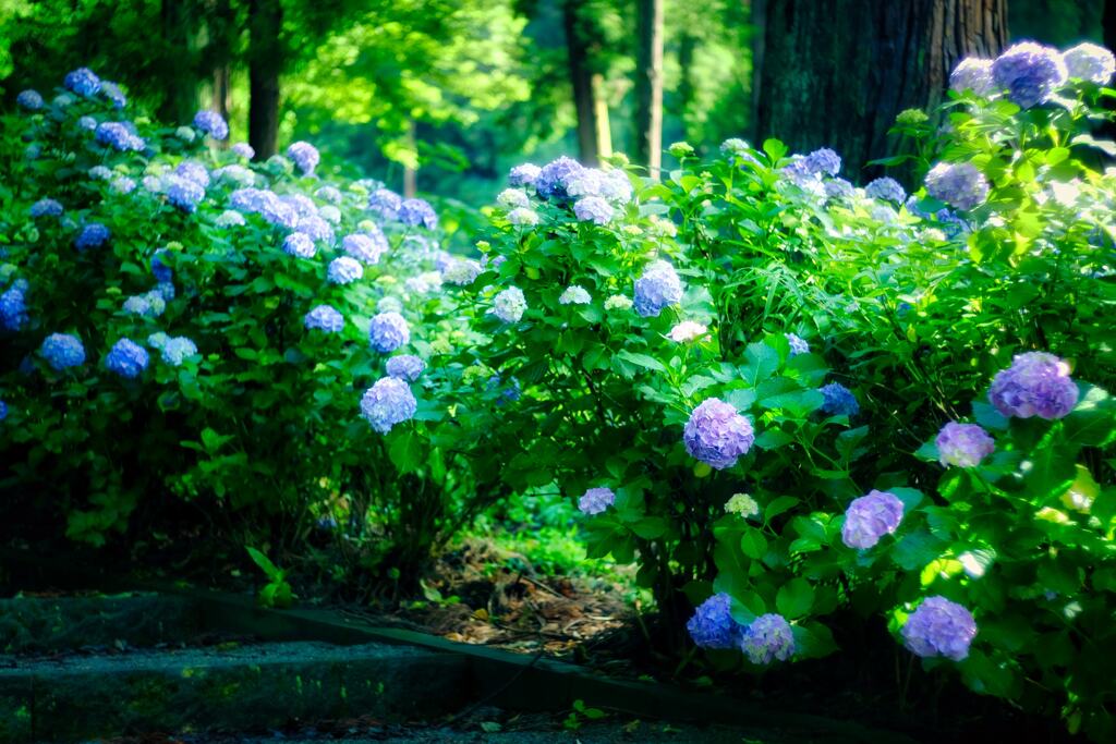 紫陽花　ⅱ