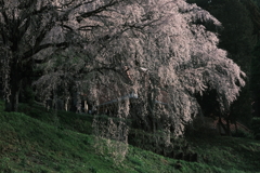 しだれ桜の咲くお寺　４