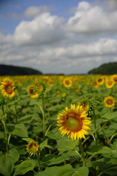 夏雲と太陽の子