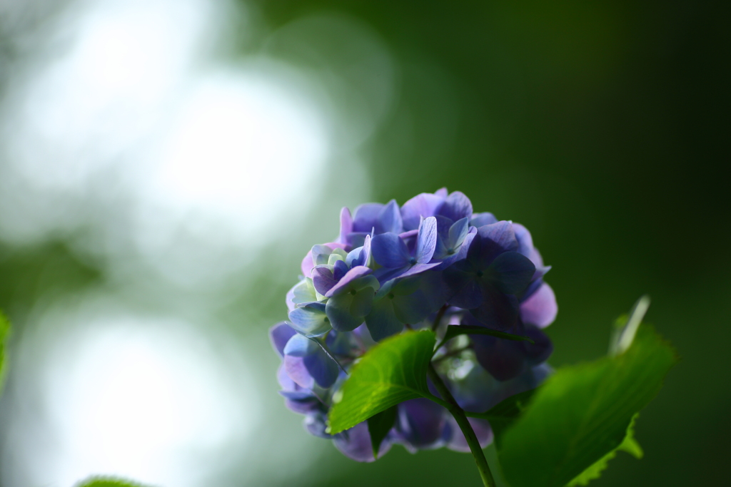 雨が恋しい　ⅲ