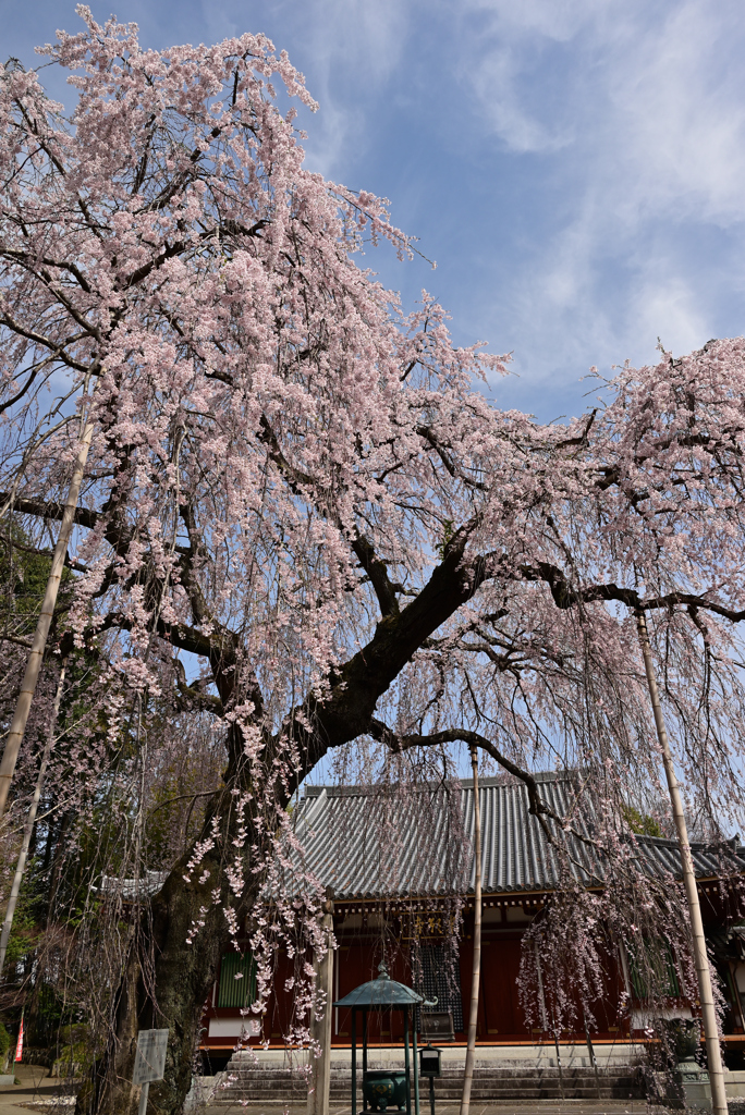 成願寺のしだれ桜　Ⅱ