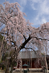 成願寺のしだれ桜　Ⅱ