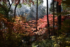 光の中の紅葉