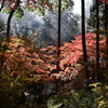 光の中の紅葉