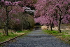 しだれ桜の咲くお寺　２