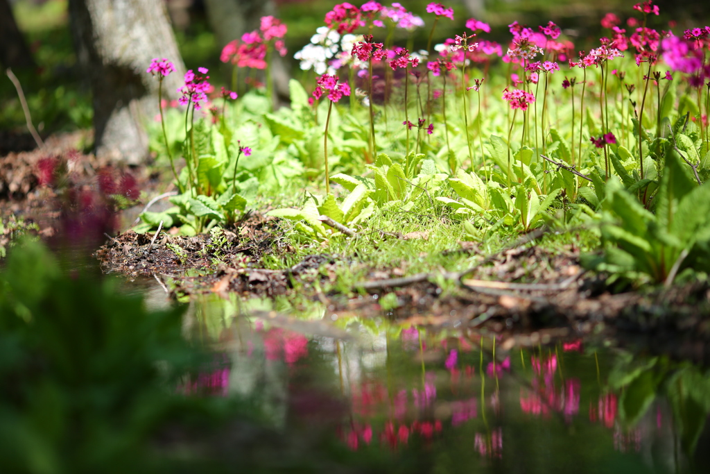 水辺の花