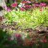 水辺の花