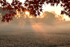 紅葉と朝靄