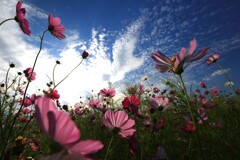 嬉しい楽しい秋桜