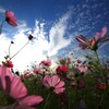 嬉しい楽しい秋桜