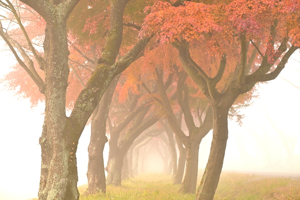 霧に包まれる紅葉