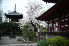 鑁阿寺と桜　Ⅲ