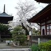 鑁阿寺と桜　Ⅲ