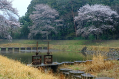 雨の日曜と桜　６