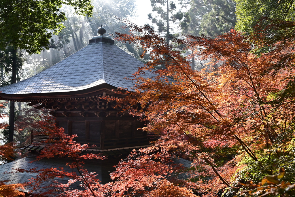 光の中の紅葉　Ⅱ