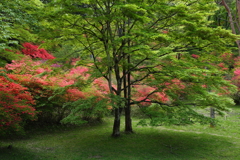 新緑の季節