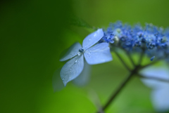 雨に濡れる紫陽花　②