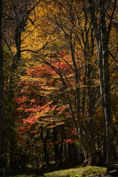 湯ノ湖の紅葉　Ⅲ