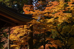 大護摩堂の紅葉　②