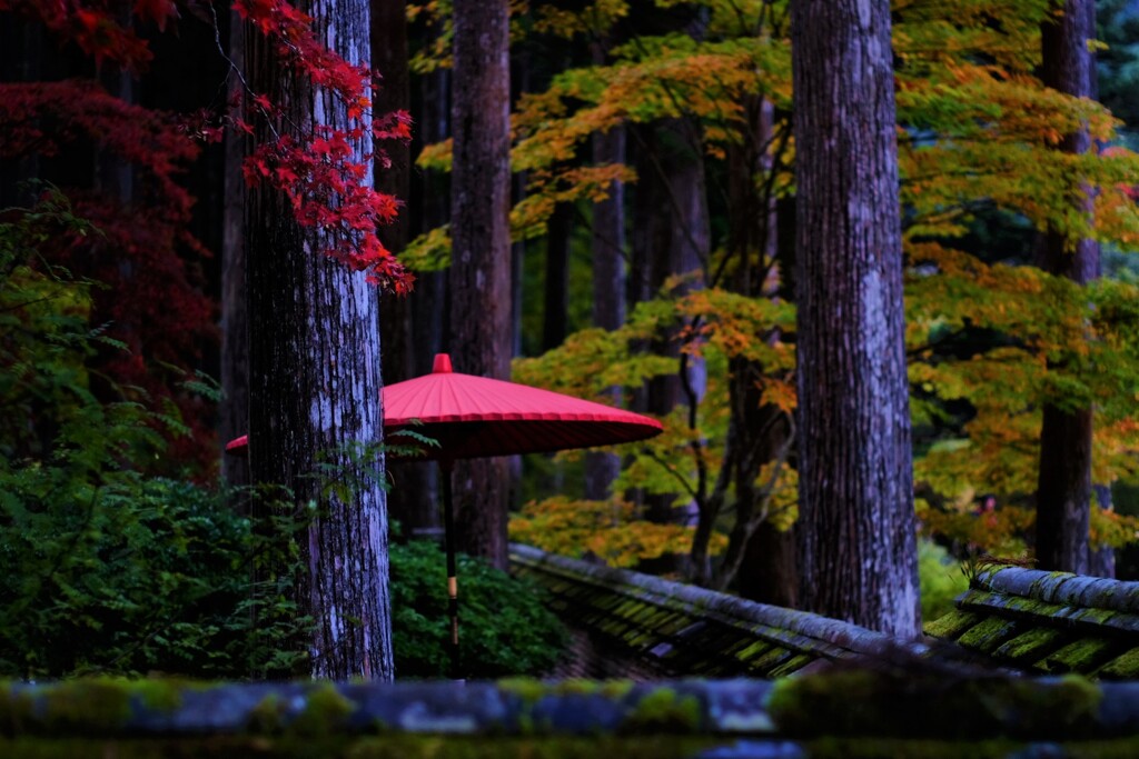 野点傘と秋　ⅰ