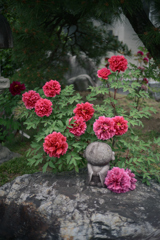 ぼたん寺