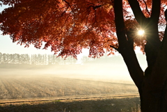 紅葉と朝靄　Ⅱ