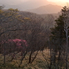 朝陽のアカヤシオ