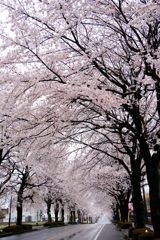 雨の日曜と桜　２