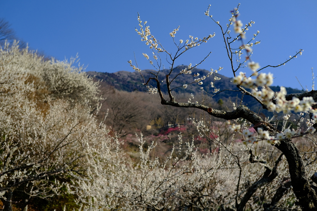 筑波山梅林　２