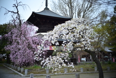 鑁阿寺と桜