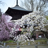 鑁阿寺と桜