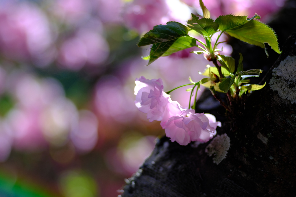 逆光の八重桜　２