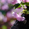 逆光の八重桜　２