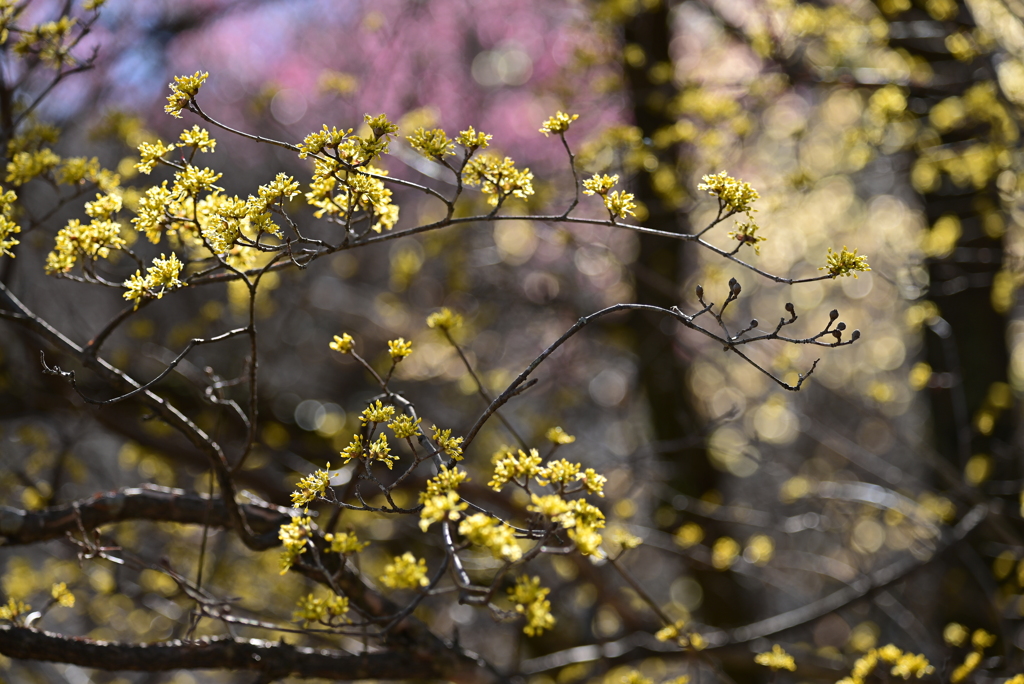 春の花山茱萸