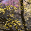 春の花山茱萸