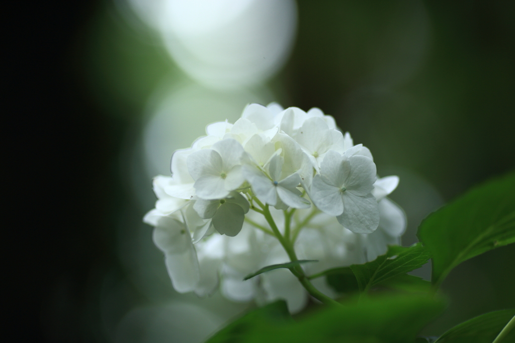 雨が恋しい