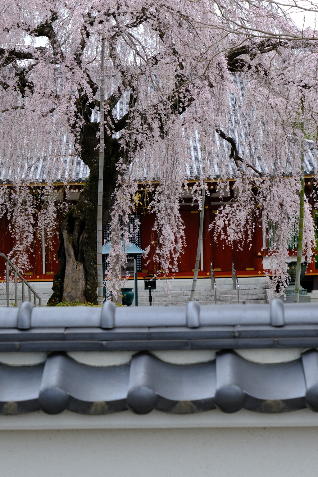 成願寺のしだれ桜　３