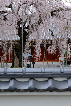 成願寺のしだれ桜　３