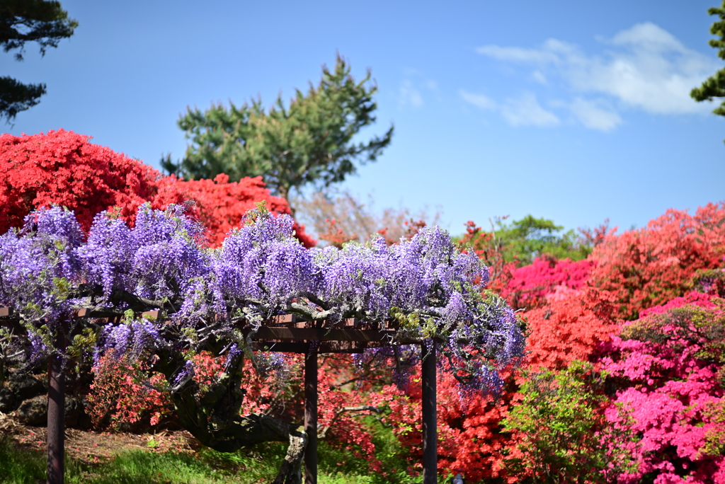 藤の花とつつじ