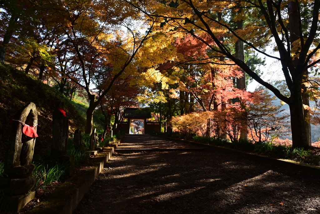 秋の参道　Ⅱ